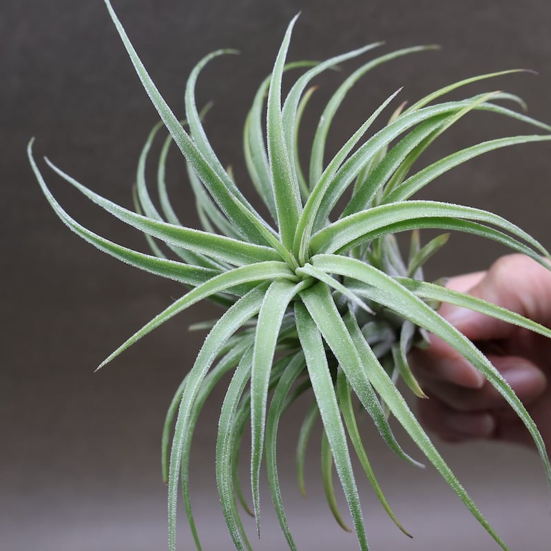 ストレプトフィラメキシコ × イオナンタ ウアメルラ 03号 | air