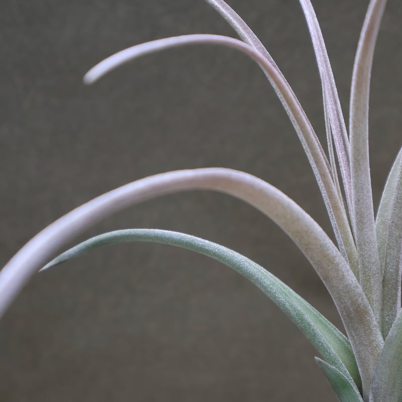 レディフォーリフトオフ （ バルビシアナ x エクセルタ ） Sサイズ01号