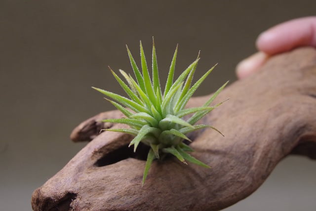 イオナンタ アルビノ Sサイズ10号 | air-plants TENGU-DO