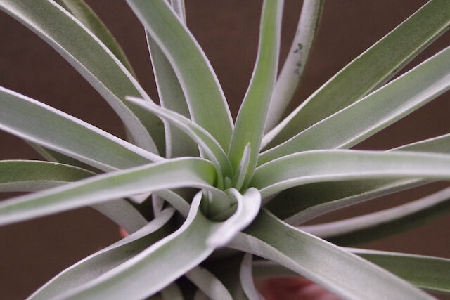 ハリシー XLサイズ 6号 | air-plants TENGU-DO