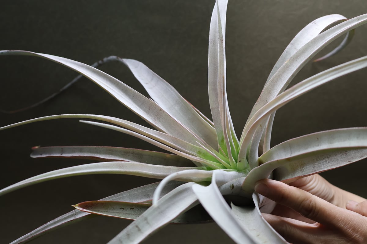 シルバートーチ （キセログラフィカ ×チアペンシス）05号 | air-plants