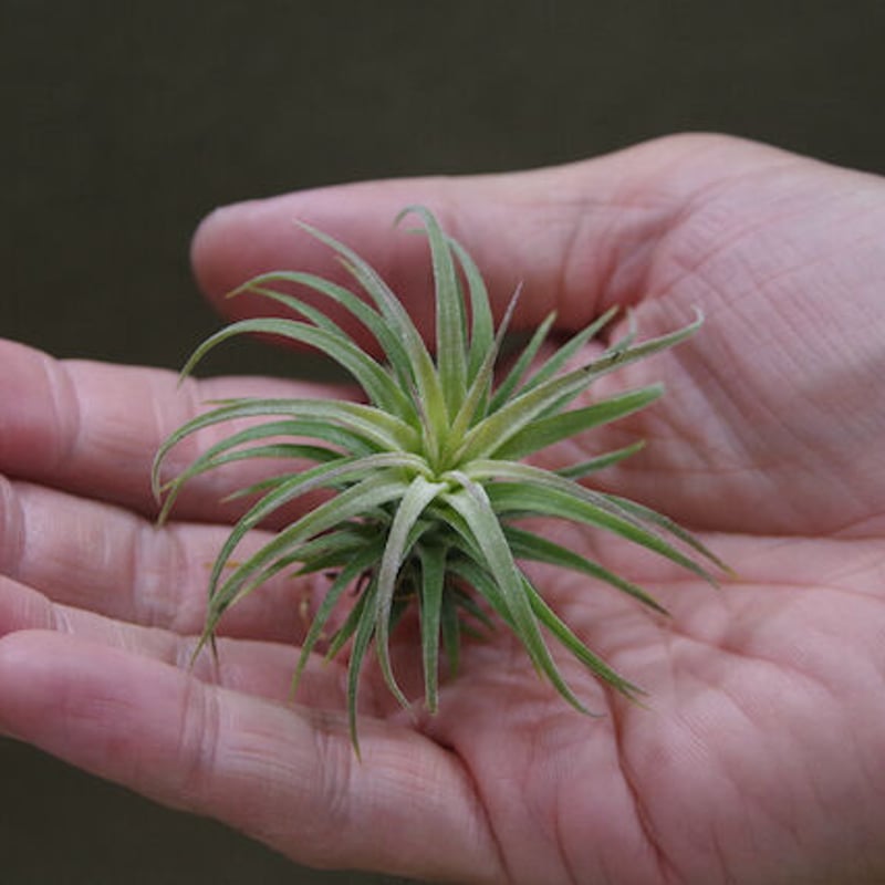 ストレプトフィラ × イオナンタロン 02号 | air-plants TENGU-DO