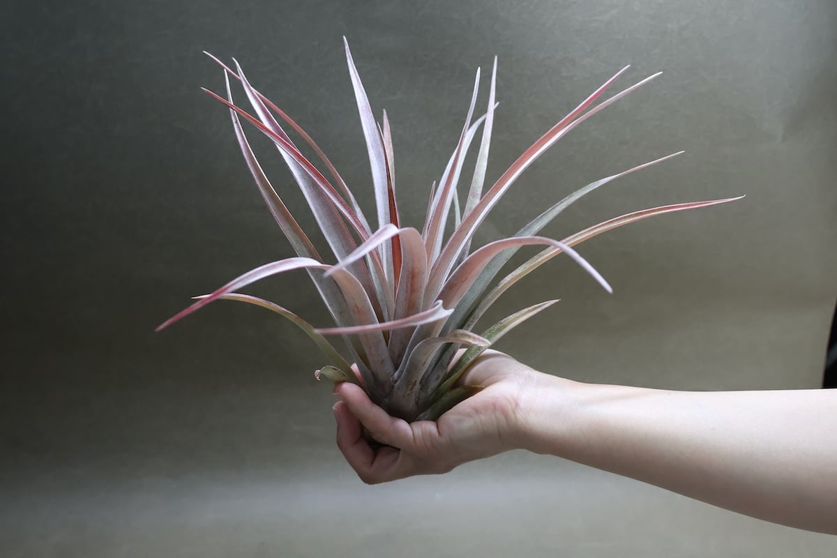 カピタータ ファイヤーオレンジ 11号 | air-plants TENGU-DO