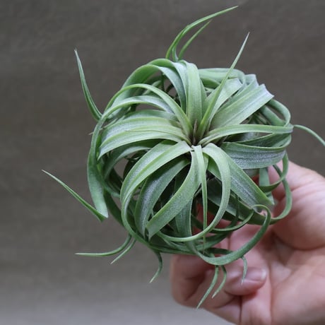 CATEGORY エアープランツ（ティランジア） | air-plants TENGU-DO