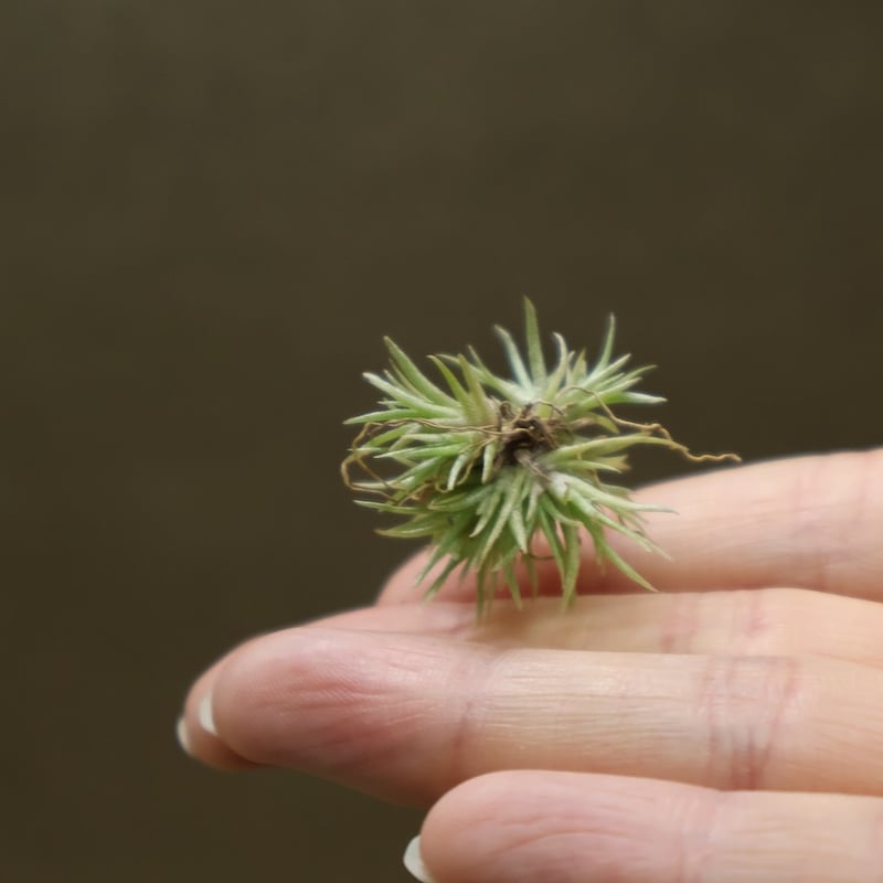 アエラントス テディベア 68号 | air-plants TENGU-DO