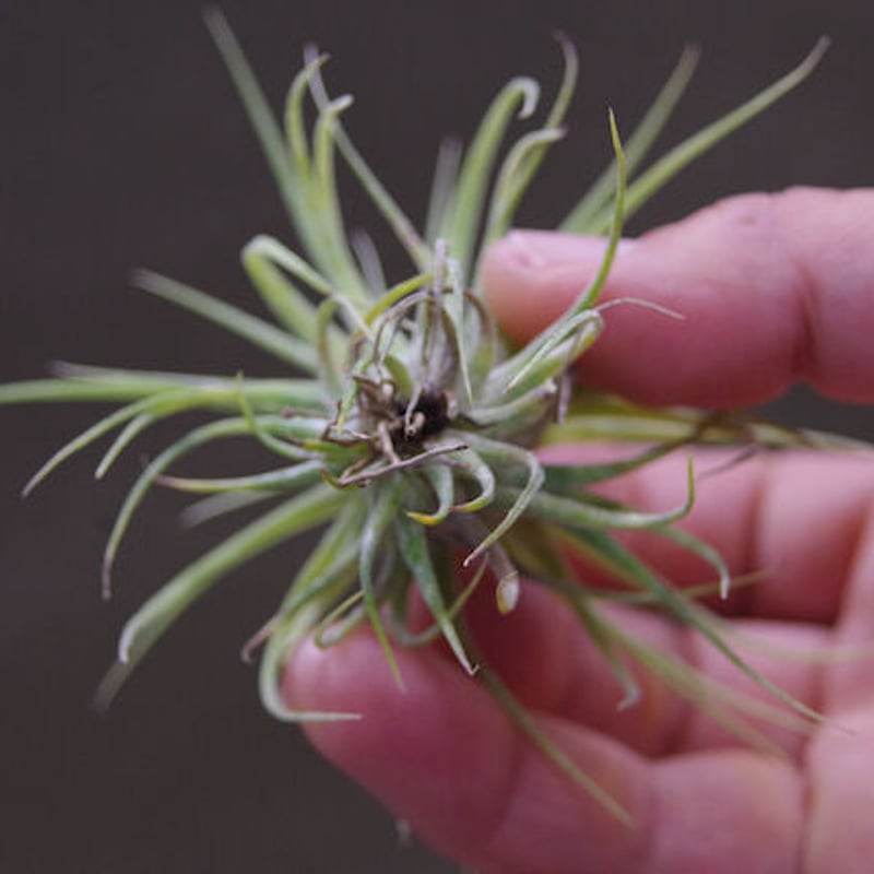 ストレプトフィラ x イオナンタ ウアメルラ 01号 | air-plants TENGU-DO