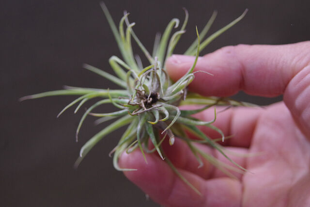 ストレプトフィラ x イオナンタ ウアメルラ 01号 | air-plants TENGU-DO