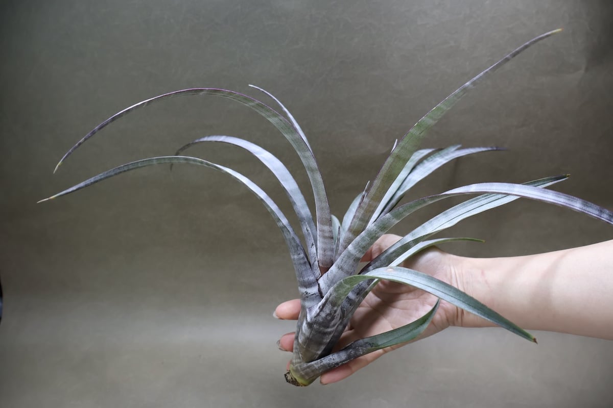 ヒルダエ 57号 | air-plants TENGU-DO