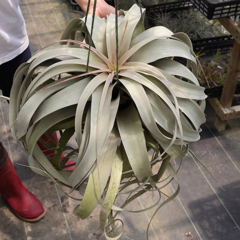 キセログラフィカ 特大2XLサイズ 05号 | air-plants TENGU-DO