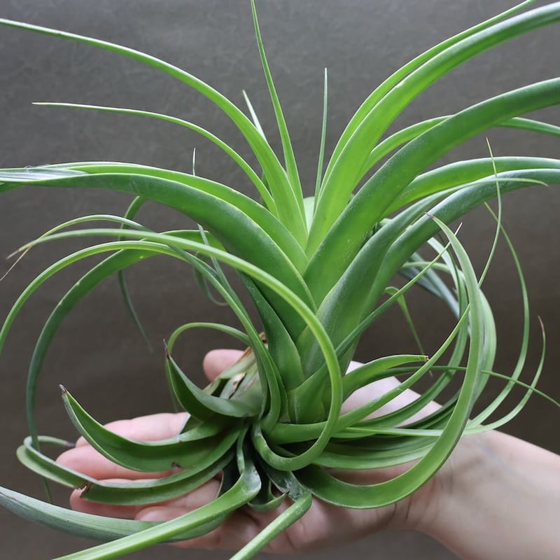 ロシー 04号 | air-plants TENGU-DO