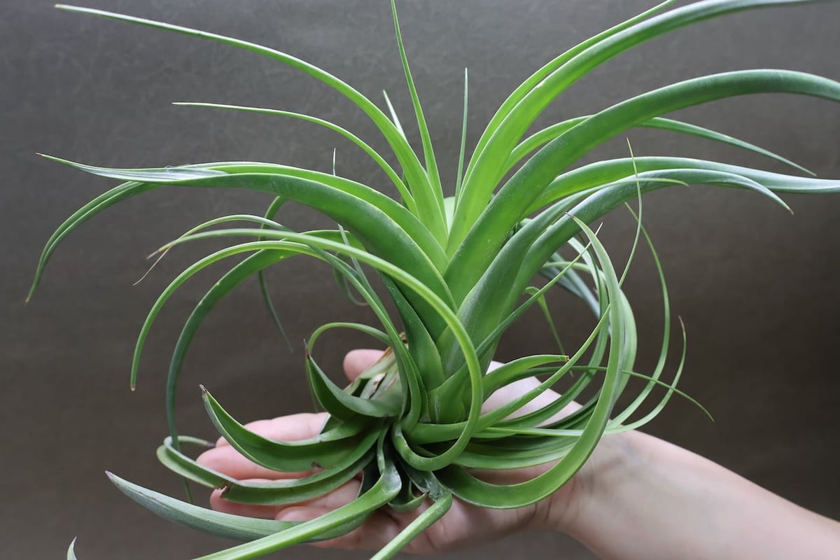 ロシー 04号 | air-plants TENGU-DO