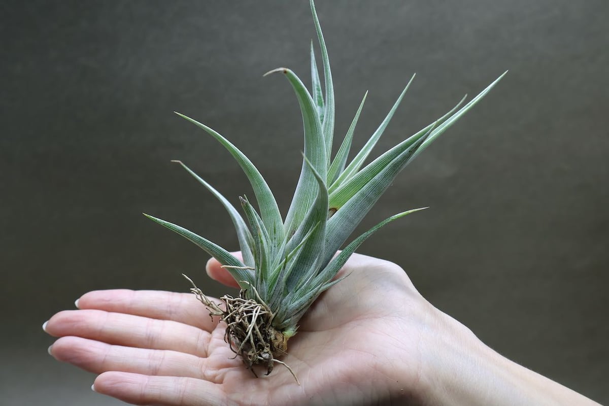 テワカーナ 10号 | air-plants TENGU-DO