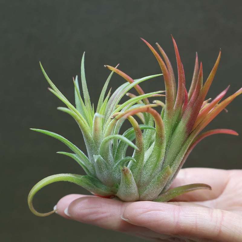 イオナンタ ヴァリエガータ 10号 | air-plants TENGU-DO