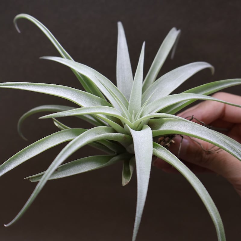 カピタータ シルバーローズ 43号 | air-plants TENGU-DO
