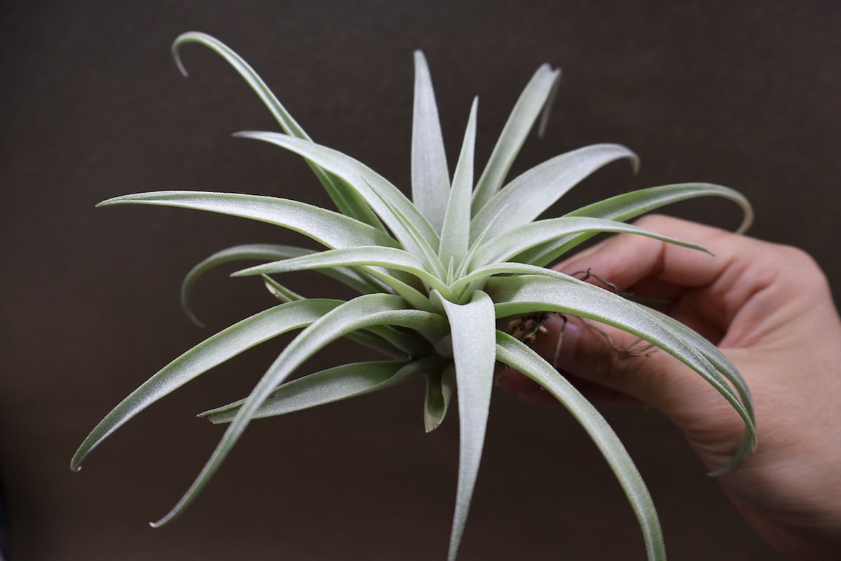 カピタータ シルバーローズ 43号 | air-plants TENGU-DO