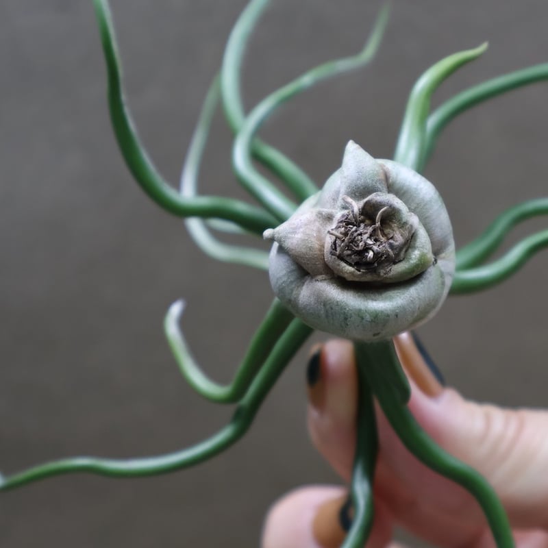 ブルボーサ ジャイアント63号 | air-plants TENGU-DO