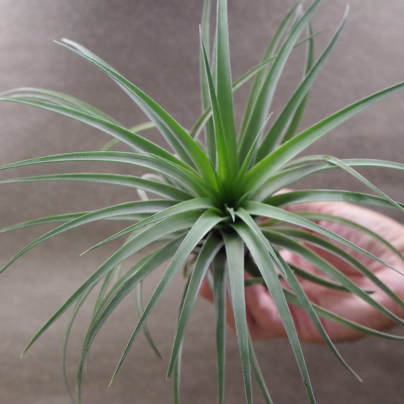 カピタータ オレンジ × イオナンタ 04号 | air-plants TENGU-DO