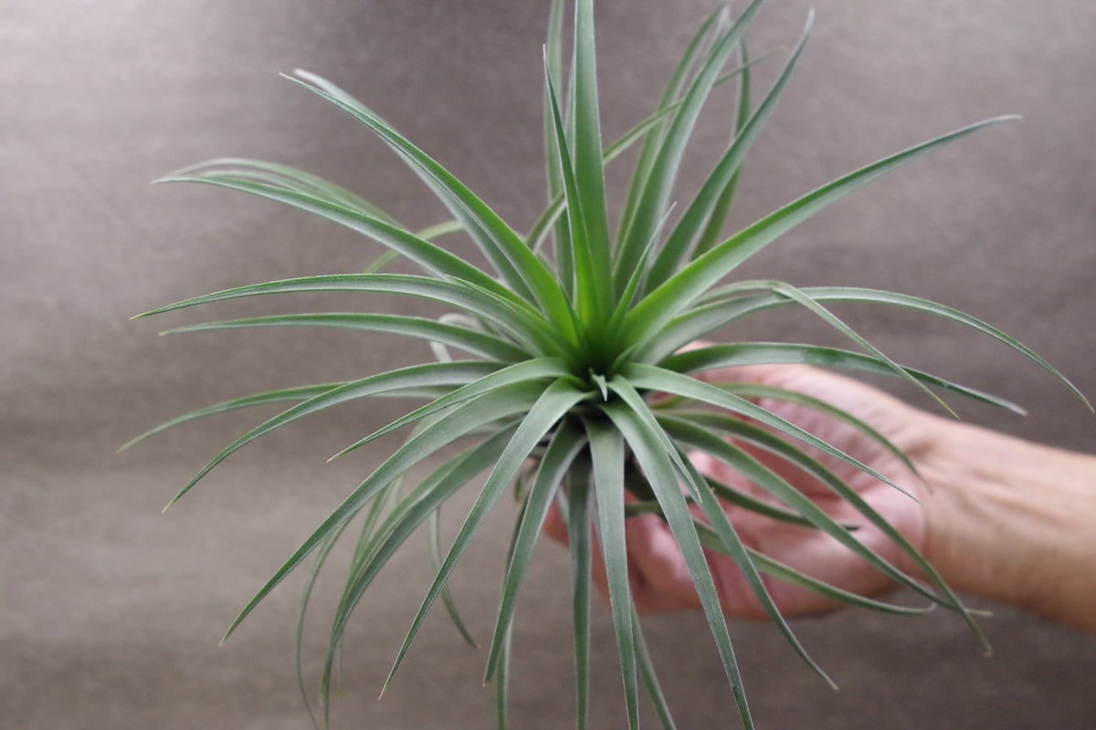 カピタータ オレンジ × イオナンタ 04号 | air-plants TENGU-DO