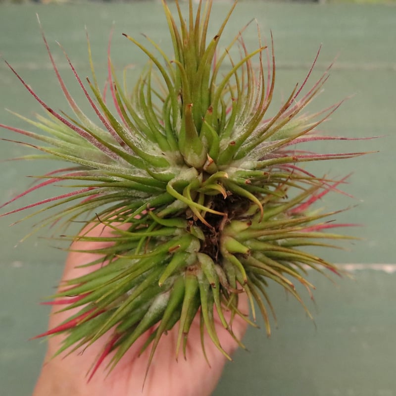 イオナンタ・ストリクタ クランプ【スタッフ特選】 | air-plants TENGU-DO