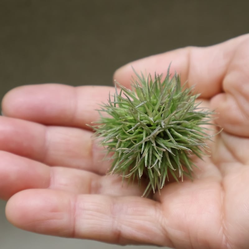 アエラントス テディベア 49号 | air-plants TENGU-DO