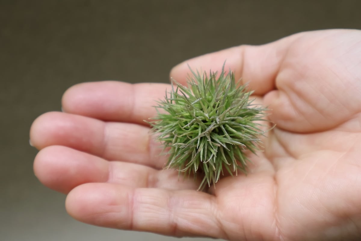 アエラントス テディベア 49号 | air-plants TENGU-DO