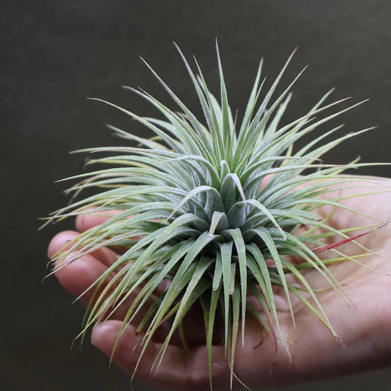 イオナンタ　スノーボール イオナンタ スノーボール 01号 | air-plants TENGU-DO