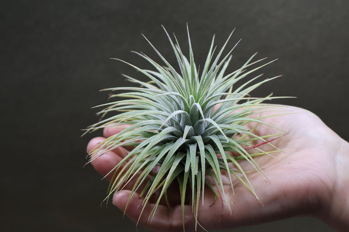 t*k様 イオナンタ スノーボール イオナンタ スノーボール 01号 | air-plants TENGU-DO