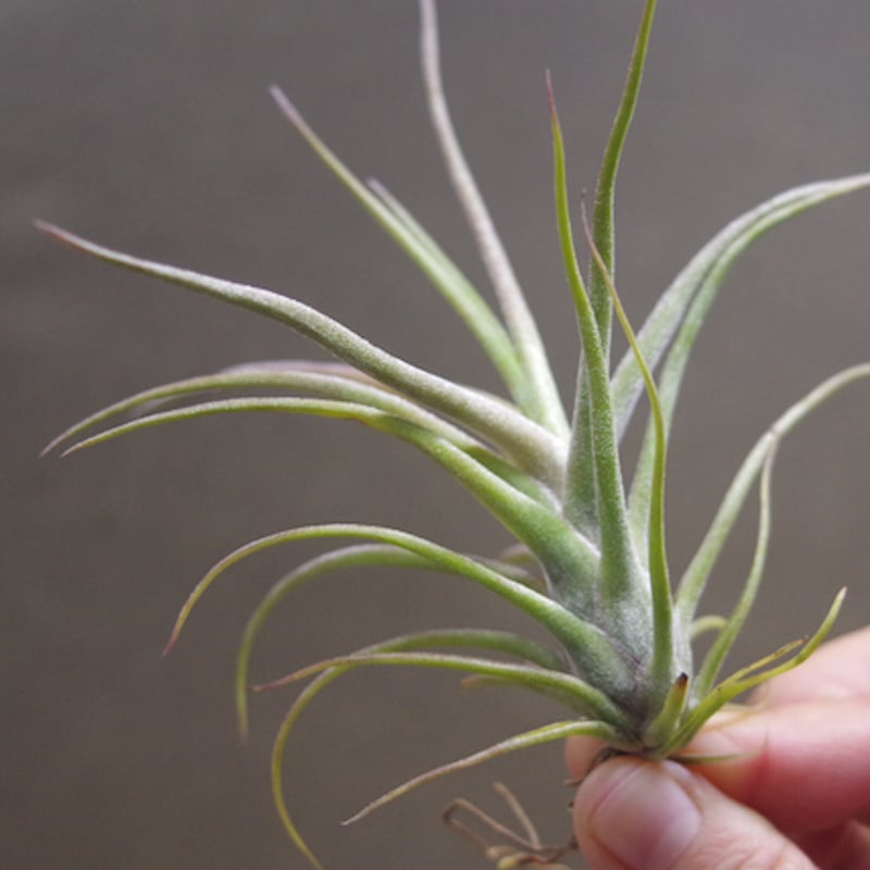 ティムズツイスター × レックス 02号 | air-plants TENGU-DO