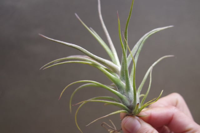 チランジア ティムズロイヤルトレジャー チランジア ティムズロイヤルトレジャー