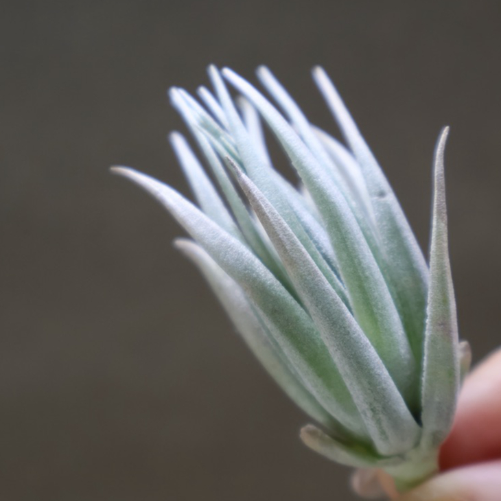 カルミネア 18号 | air-plants TENGU-DO