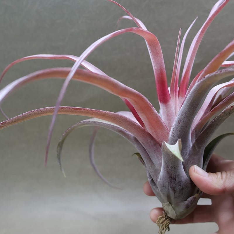 カピタータ オレンジ× ストレプトフィラ 07号 | air-plants TENGU-DO