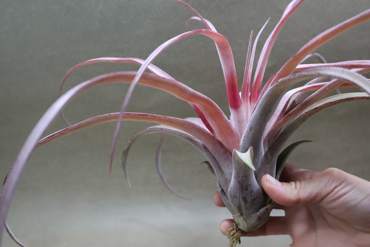 カピタータ オレンジ× ストレプトフィラ 07号 | air-plants TENGU-DO