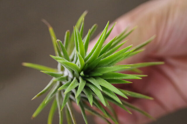 ハ*可様 Tillandsia Ionantha レア株セット マインドセット （イオナンタ交配選抜株） 01号 | air-plants TENGU-DO