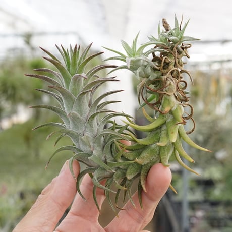 CATEGORY 品種名：U/V/W/X/Y/Z | air-plants TENGU-DO