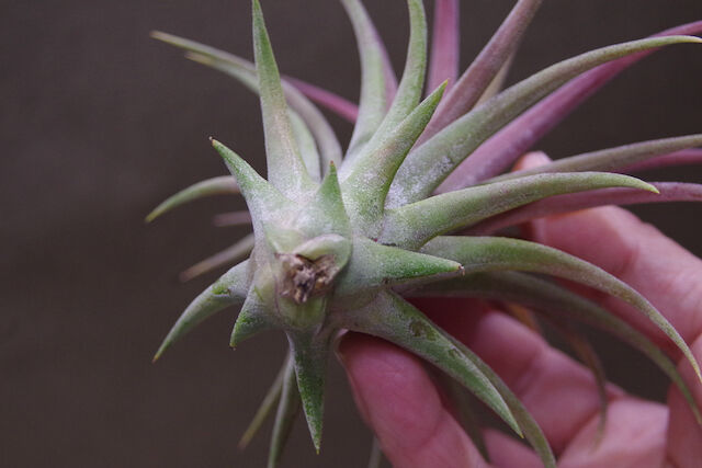 リオホンドエンシス × イオナンタ 07号 | air-plants TENGU-DO