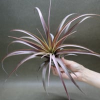 ラブノット（カピタータ×ストレプトフィラ）82号 | air-plants TENGU-DO