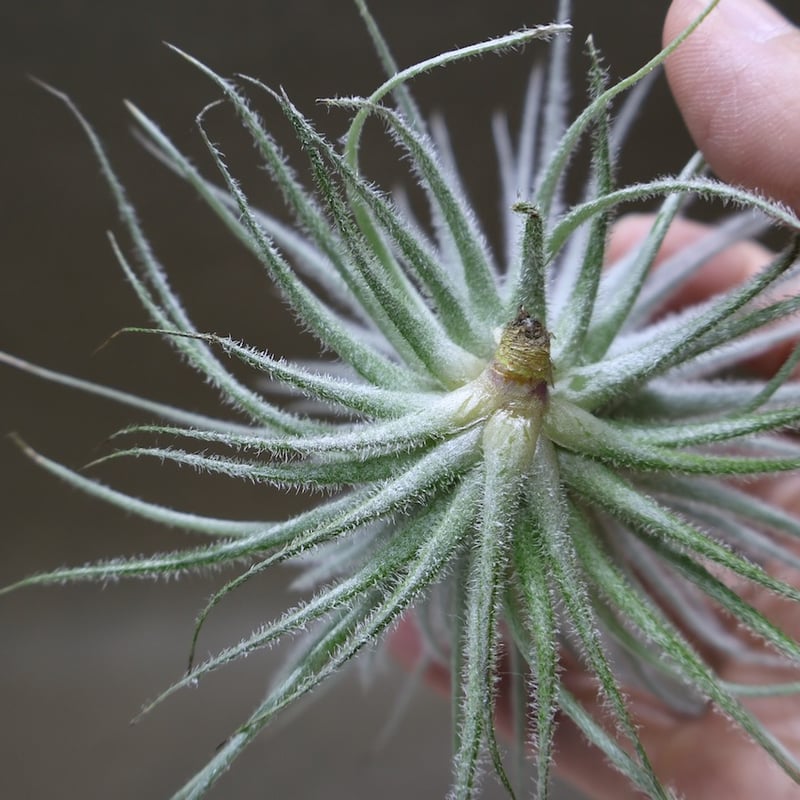 テクトラム 子株付き 01号 | air-plants TENGU-DO