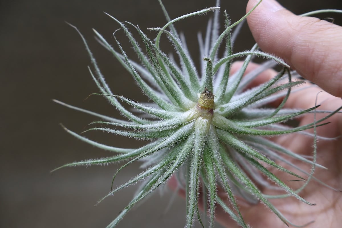 テクトラム 子株付き 01号 | air-plants TENGU-DO