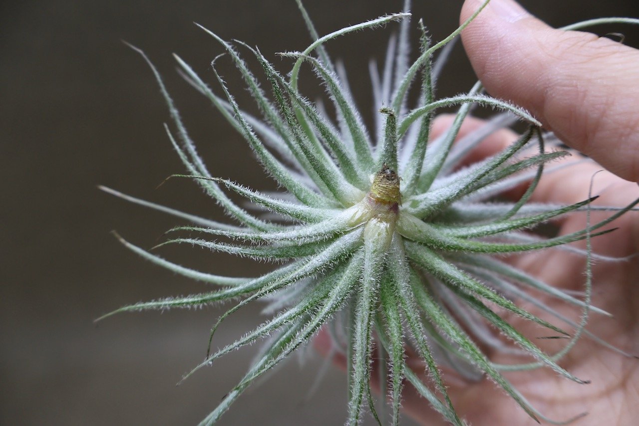 テクトラム 子株付き 01号 | air-plants TENGU-DO