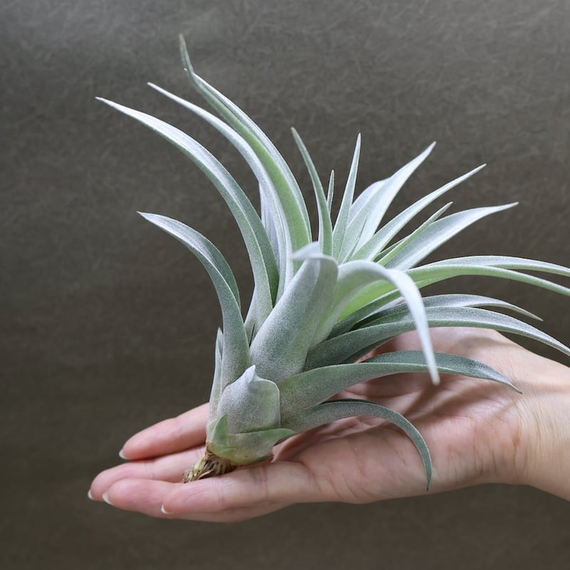 コレアレイ （ ファシクラータ × ホンジュレンシス ） 08号 | air