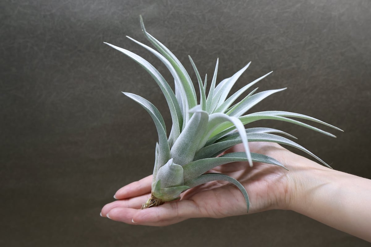 コレアレイ （ ファシクラータ × ホンジュレンシス ） 08号 | air