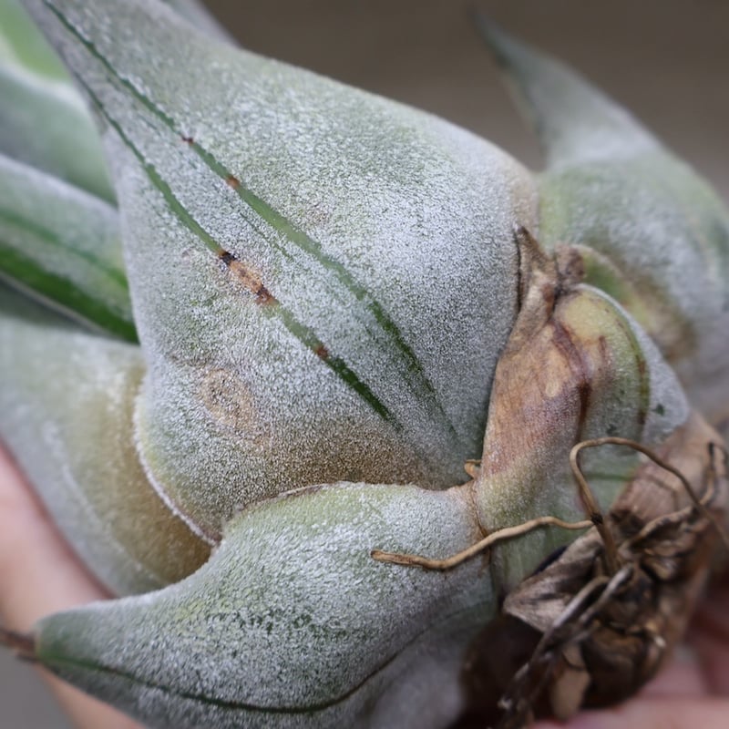 セレリアナ トリコームレス XL size 01号 | air-plants TENGU-DO