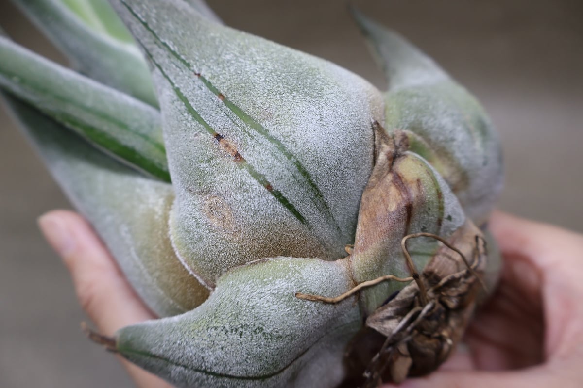 セレリアナ トリコームレス XL size 01号 | air-plants TENGU-DO