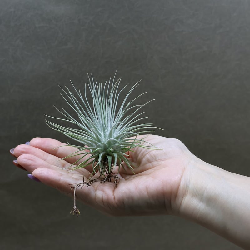 フックシー フックシー 18号 | air-plants TENGU-DO