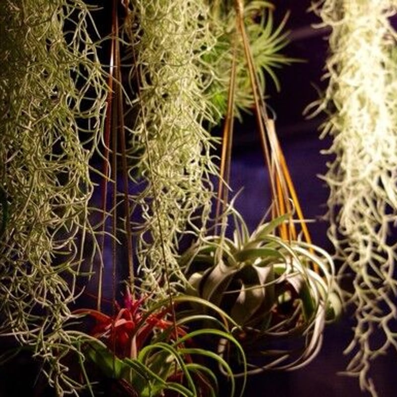 ウスネオイデス（スパニッシュモス） | air-plants TENGU-DO