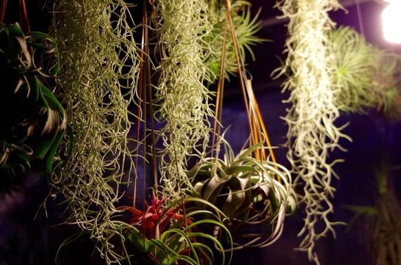 ウスネオイデス　スパニッシュモス ウスネオイデス（スパニッシュモス） | air-plants TENGU-DO