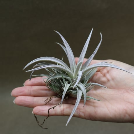 air-plants TENGU-DO