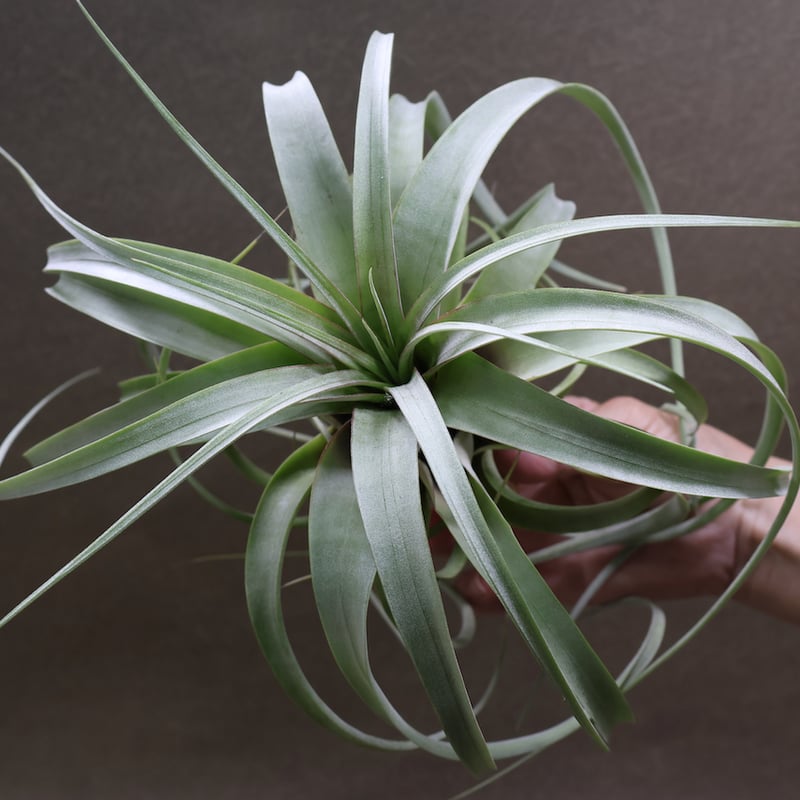 ベストインクラス （ キセログラフィカ × ロシー ）06号 | air