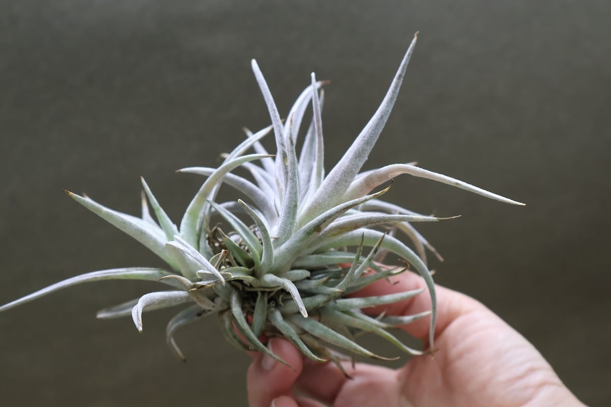 ギリエシークランプ　Tillandsia ギリエシークランプ Tillandsia