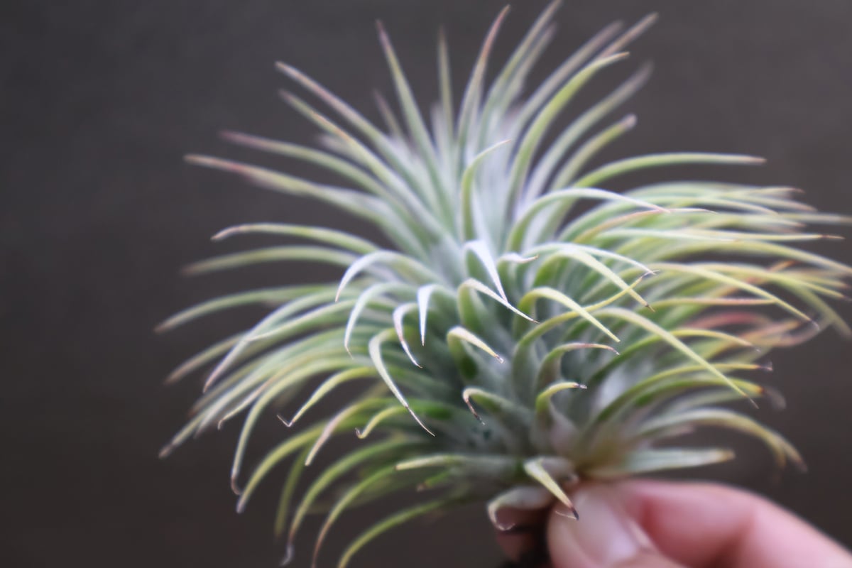 イオナンタ スノーボール 01号 | air-plants TENGU-DO